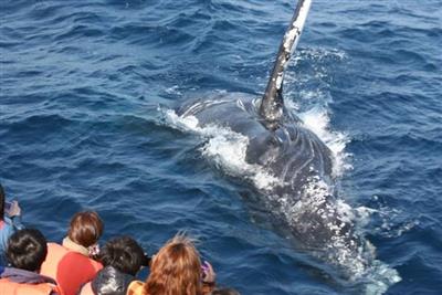 ちゅらとく限定で3,000円台～！クジラに会える感動体験「ホエー