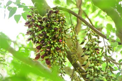 神秘的な幻の花”イルカンダ”を見に行こう！「イルカンダ花めぐり」