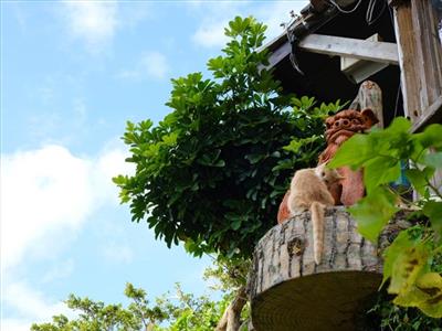 【クイズ】うちな～んちゅならきっと知っている？ちゅらとく「沖縄方