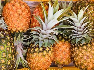 8月3日（火）～5日（木）限定！ナゴパイナップルパークで楽しむ「