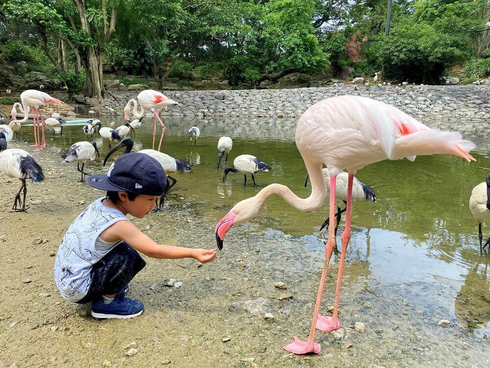 ネオパークオキナワ フラミンゴ