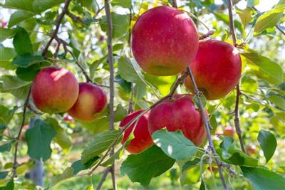 りんご狩りや温泉に紅葉も♪専用バスで人気観光スポットを巡る北陸（