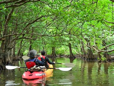 【おきなわ彩発見】世界自然遺産の西表島でアクティビティ三昧＆グラ