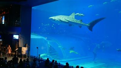 幻想的な夜の水族館を楽しめる「美ら海ナイトアンサンブル ～海と音