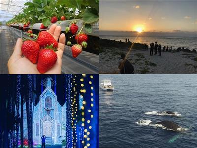 いちご狩り・大根収穫体験・初日の出ツアーも必見！冬のおでかけにぴ