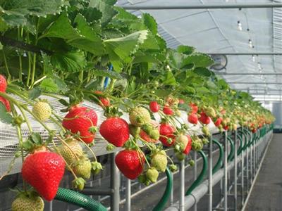 イチゴ狩り、大宰府天満宮、原鶴温泉と盛りだくさんの福岡1泊2日ツ