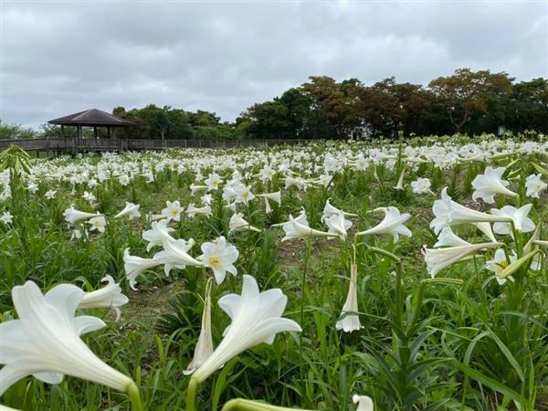 甘い香りに包まれる！沖縄県総合運動公園の「テッポウユリ園」で5万