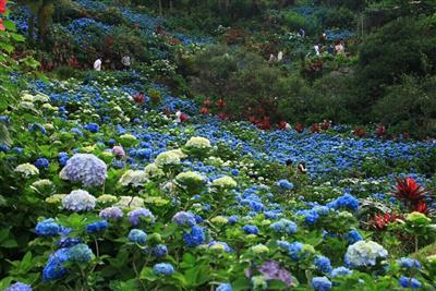 梅雨の人気スポット「よへなあじさい園」も♪ホテルブッフェや焼肉ラ