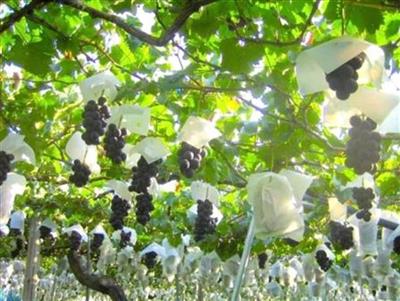 今年もぶどう狩りバスツアーが登場！お昼はホテルランチブッフェを堪