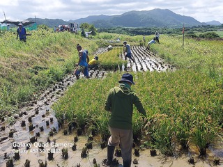 島まーる 石垣島