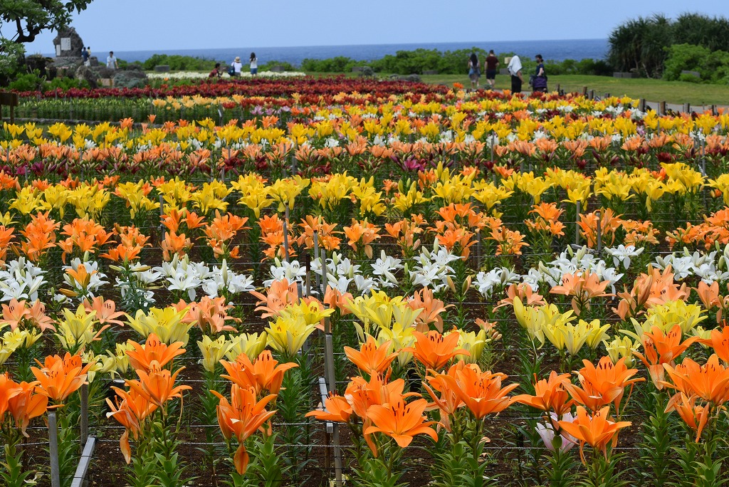 島まーる 伊江島