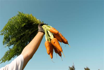 【島まーる】今年度最後の募集！にんじん収穫体験や島内清掃など見ど