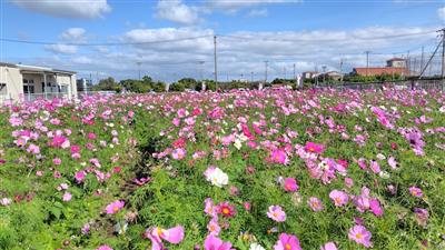 まるでコスモスの絨毯♪約100万輪が畑一面に咲き誇る「よみたんコ