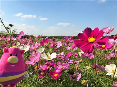 まるでコスモスの絨毯♪100万輪が畑一面に咲き誇る「よみたんコス