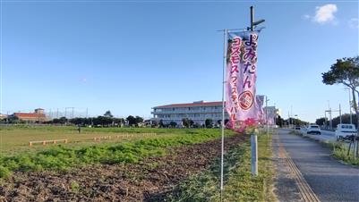 まるでコスモスの絨毯♪約100万輪が畑一面に咲き誇る「よみたんコ