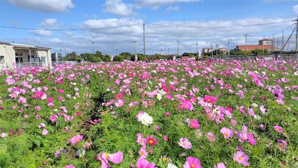まるでコスモスの絨毯♪約100万輪が畑一面に咲き誇る「よみたんコ