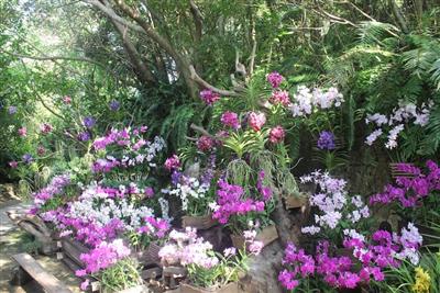 圧巻の「洋蘭交差点」で非日常を味わおう♪ビオスの丘「秋の花祭り 