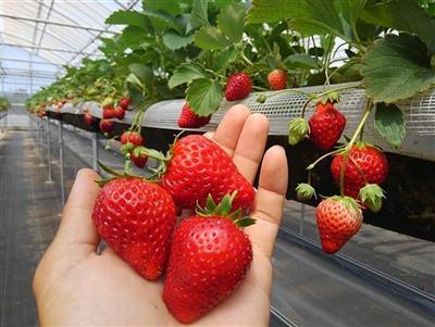 12月出発！今期初収穫の“一番いちご”食べ放題♪いちご狩り・ホテ