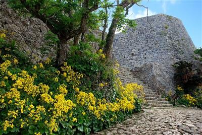 城壁に咲く冬の黄金色が美しい♪沖縄花のカーニバル2026参加イベ