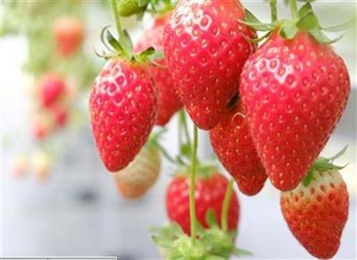 3月限定出発！40分食べ放題のいちご狩り＆東村つつじ祭り入場券付