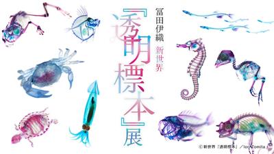 普段は見ることのできない生き物の内部構造が幻想的なアートに！「冨