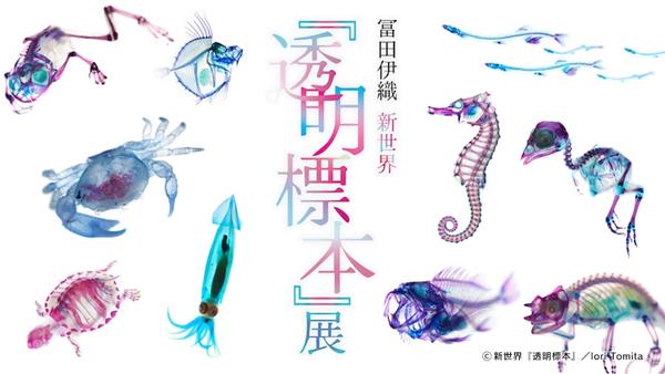 普段は見ることのできない生き物の内部構造が幻想的なアートに！「冨