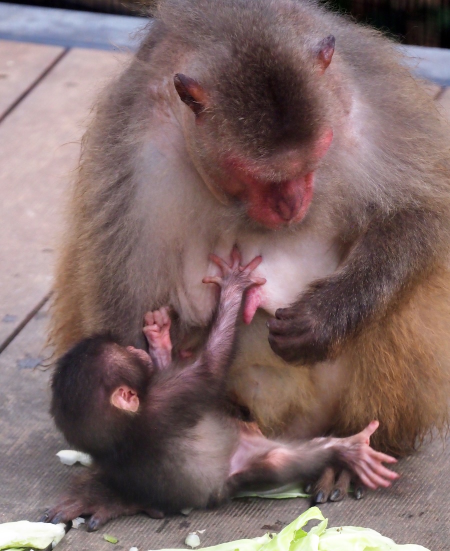 ヤクシマサル