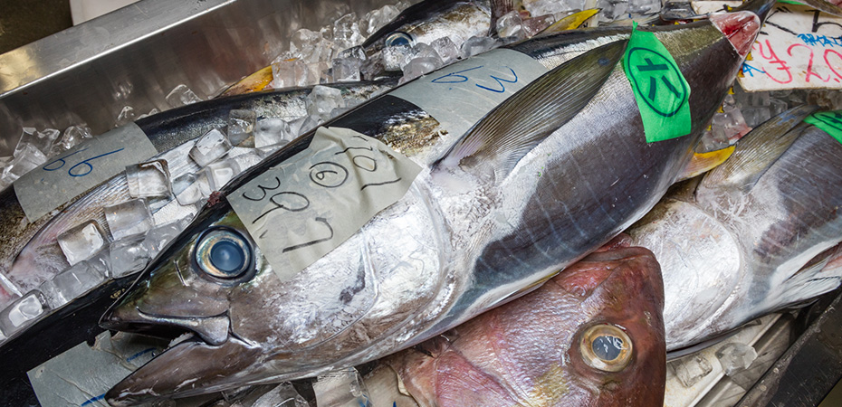 沖縄近海で捕れるマグロの種類と特徴:イメージ