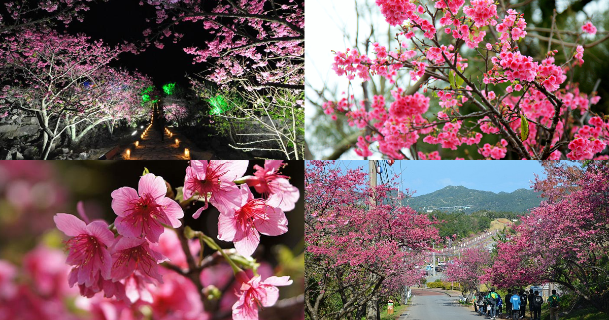 年 沖縄桜めぐり ちゅらとく
