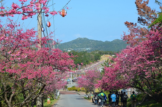 本部八重岳桜まつり