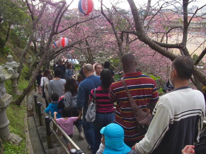 名護さくら祭り