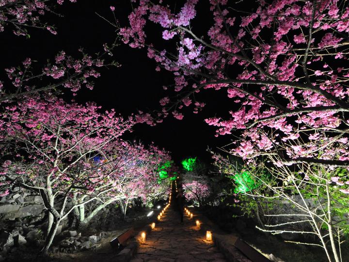 今帰仁グスク桜まつり