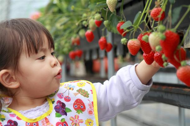 お子様と一緒にいちご狩りを楽しもう♪