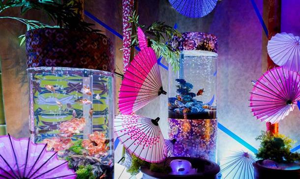 話題の琉球金魚伝説