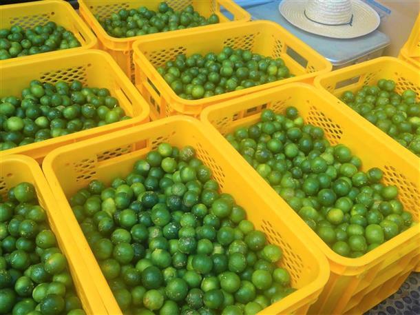 とれたてシークヮーサー♪