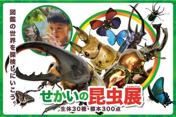 昆虫展