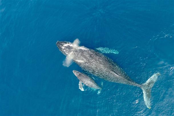 親子クジラ♪
