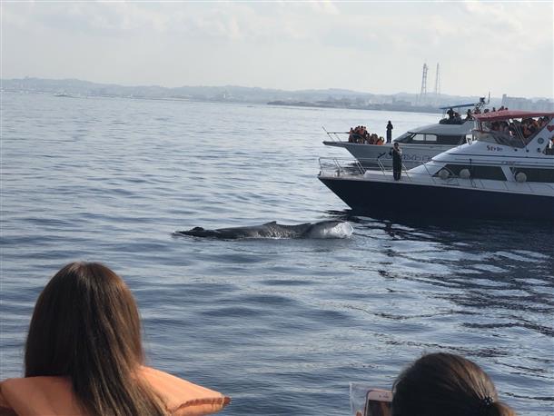 近くで見れるかも？！