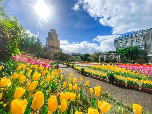 チューリップフェア