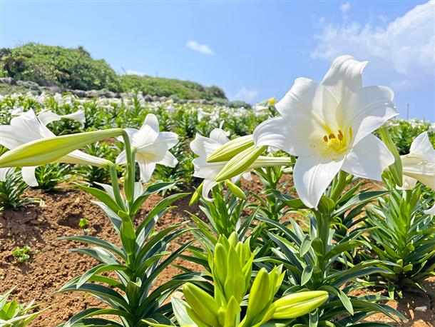 リリーフィールド公園