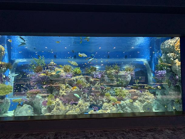 ＤＭＭ水族館