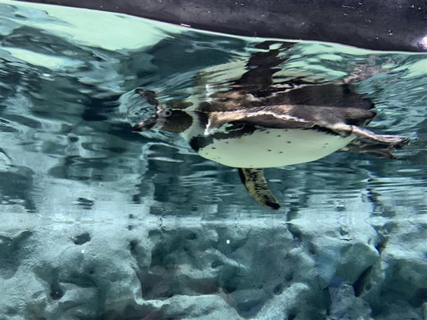 ＤＭＭ水族館