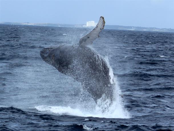 クジラのジャンプ♪