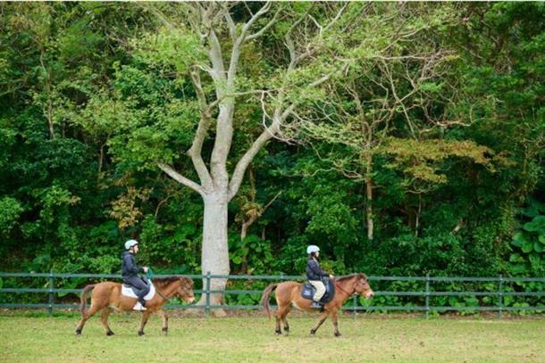お出かけ前に緑の馬場で少し練習します♪