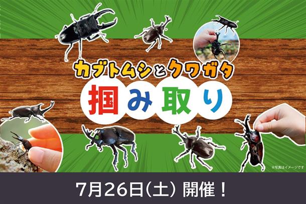 カブトムシつかみ取りイベント！