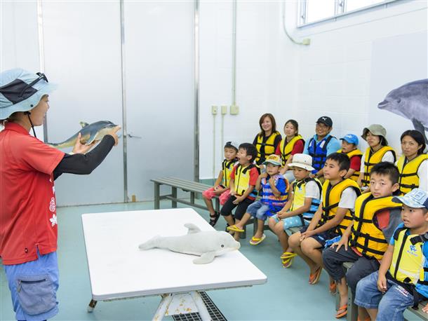 イルカの生態系について学ぼう