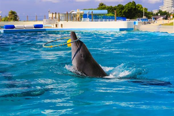 海洋博公園・沖縄美ら海水族館