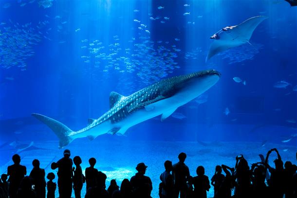 海洋博公園・美ら海水族館（※別途有料）