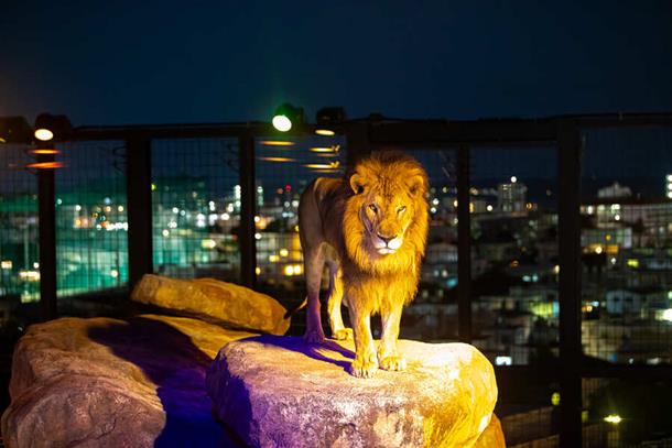 NIGHTZOO　ライオンフィールド