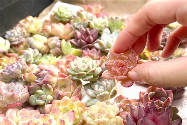 選べるドルチェ苗